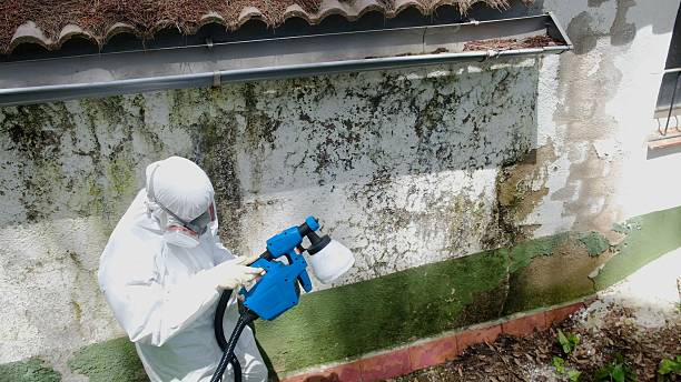 Mold Remediation service in Waverly, Waverly, MI